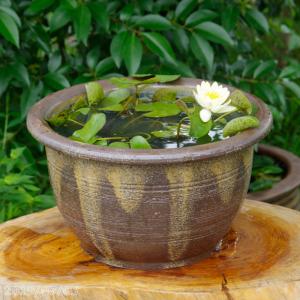 信楽焼 植木鉢 陶器 大型 生子懸崖鉢 15号（直径47.5cm 高さ42cm