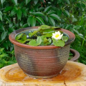 アジアンテイスト南蛮焼 深鉢 水鉢 本格的な蓮用 (大) 外径50cm 58L