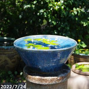 ポイント8倍]信楽焼 睡蓮鉢 青白流しひねり 17号 陶器 メダカ鉢