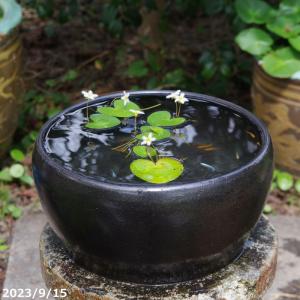 Leaf Corp 睡蓮鉢 メーカー直送 睡蓮鉢（メダカ鉢）凛 RIN 丸型