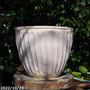 信楽焼 植木鉢 陶器 大型 生子懸崖鉢 15号（直径47.5cm 高さ42cm