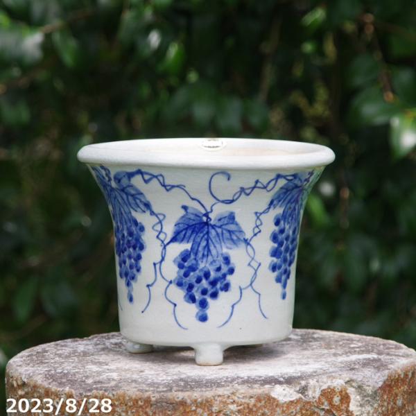 信楽焼  植木鉢 陶器　手びねり  染付葡萄文　ソリ6号　サナサービス