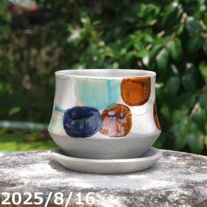 現品 No.0354】 京楽焼 植木鉢 澤善作 万年青錦鉢 10号（外径31m 高さ