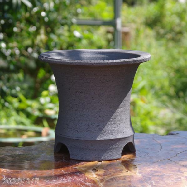 黒化粧 オモト鉢(万年青鉢) 6.5号 サナサービス 信楽焼 植木鉢