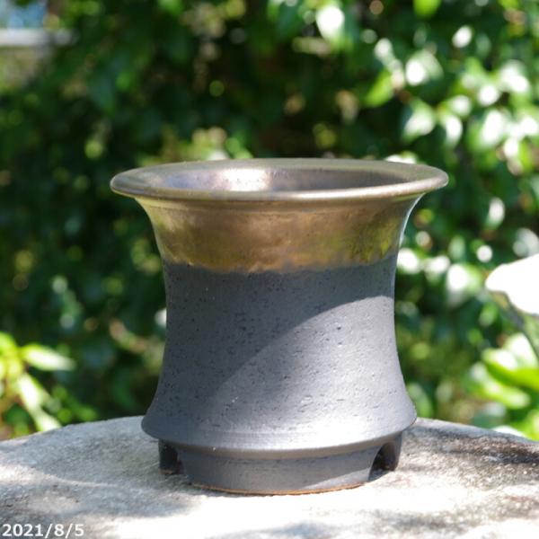 選べる 金彩 オモト鉢(万年青鉢) 5号 (外径14.5cm 高さ13cm)　サナサービス 　信楽焼...