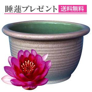 石田精華園 Yahoo 店 水生植物 Yahoo ショッピング