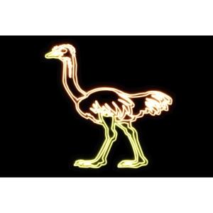 【ネオン】ダチョウ【だちょう】【トリ】【鳥】【と...の商品画像