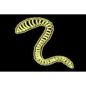 【ネオン】毒蛇【へび】【蛇】【ヘビ】【スネイク】...の商品画像