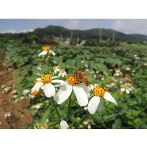 【ご注文後1週間以内の発送】短期交配用ミツバチ...の詳細画像5