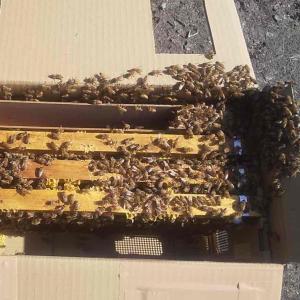 2025年12月】西洋ミツバチ（その他ペット用品、生き物）のおすすめ人気