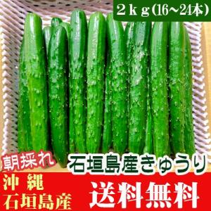 朝採れ！きゅうり 2ｋｇ(16〜24本) 石垣島産　