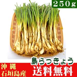 島らっきょう 500g （塩漬けや天ぷらで美味しい）沖縄県産 ※夏は葉無し
