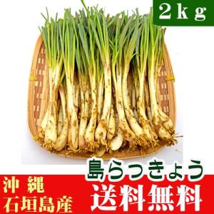 沖縄産 島らっきょう ２ｋｇ（野菜）送料無料　