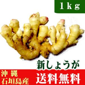 新生姜　1kg　沖縄石垣島産　送料無料｜ishigakijimanoukatai