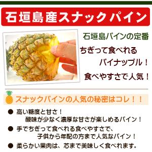 石垣島スナックパイン 3kg 3〜5玉 沖縄の詳細画像1