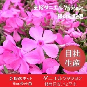 芝桜80ポット　ダニエルクッション（9cmポット苗）