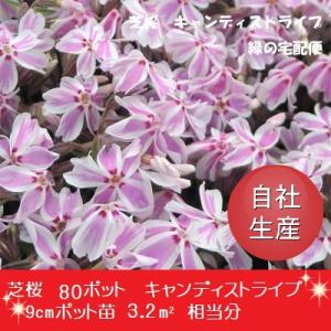 芝桜80ポット　キャンディストライプ（タマノナガレ）（9cmポット苗）花色：白地にピンクのライン