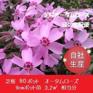 芝桜80ポット　オータムローズ（9cmポット苗）花色：ピンク
