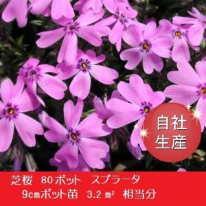 芝桜80ポット　スブラータ（9cmポット苗）