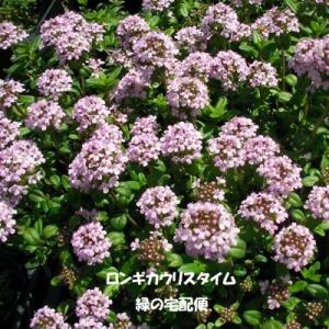 ロンギカウリスタイム（ハーブ）　9cmポット苗