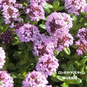 ロンギカウリスタイム(ハーブ) 9cmポット苗の詳細画像4
