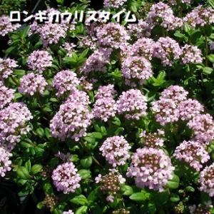 ロンギカウリスタイム(ハーブ) 9cmポット苗の詳細画像5