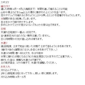 スギゴケ 8枚(約0.8平米分)【同梱包不可】...の詳細画像4