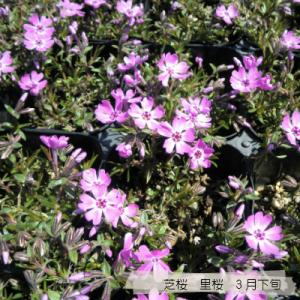 芝桜 里桜9cm(3号)ポット苗の詳細画像1