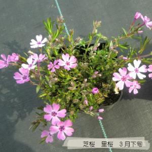 芝桜 里桜9cm(3号)ポット苗の詳細画像2
