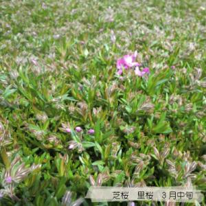 芝桜 里桜9cm(3号)ポット苗の詳細画像3