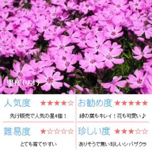 芝桜 里桜9cm(3号)ポット苗の詳細画像5