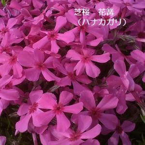 芝桜　花篝（ハナカガリ）9cm(3号)ポット苗x40個｜ishiguro-suzuka