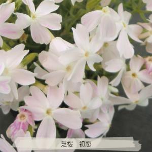 芝桜 初恋 9cm(3号)ポット苗 (白花)の詳細画像1