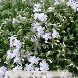 芝桜 初恋 9cm(3号)ポット苗 (白花)の詳細画像2