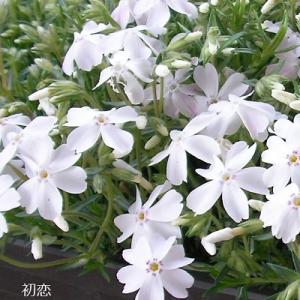 芝桜 初恋 9cm(3号)ポット苗 (白花)の詳細画像4