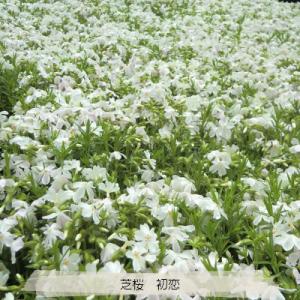 芝桜 初恋 9cm(3号)ポット苗 (白花)の詳細画像5