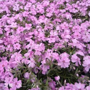 芝桜 水車の妖精(ピンク花） 9cm(3号)ポット苗 : 緑の宅配便 Yahoo!店