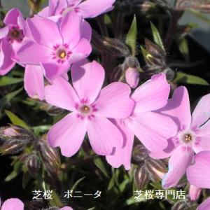 芝桜 ボニータ(ピンク花) 9cm(3号)ポット苗の詳細画像1