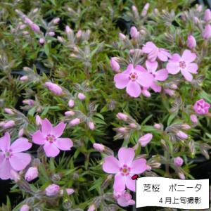 芝桜 ボニータ(ピンク花) 9cm(3号)ポット苗の詳細画像2