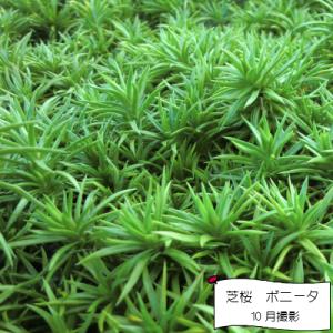 芝桜 ボニータ(ピンク花) 9cm(3号)ポット苗の詳細画像3