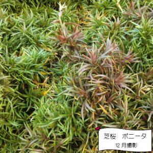 芝桜 ボニータ(ピンク花) 9cm(3号)ポット苗の詳細画像4
