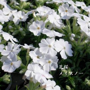 芝桜　メイスノー(白花）　9cm(3号)ポット苗｜ishiguro-suzuka