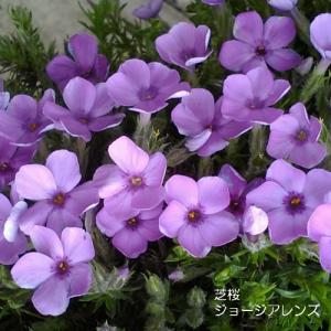 芝桜　ジョージアレンズ(紫花）　9cm(3号)ポット苗