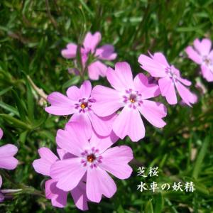 芝桜　水車の妖精(ピンク花）　9cm(3号)ポット苗｜ishiguro-suzuka