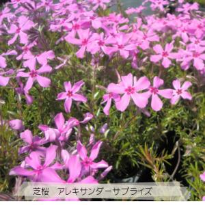 芝桜 アレキサンダーサプライズ(ピンク花) 9...の詳細画像1