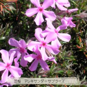 芝桜 アレキサンダーサプライズ(ピンク花) 9...の詳細画像2