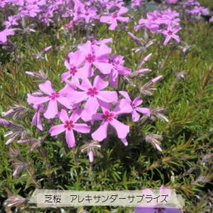 芝桜 アレキサンダーサプライズ(ピンク花) 9...の詳細画像3