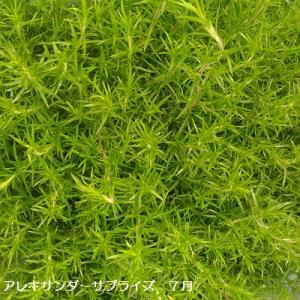 芝桜 アレキサンダーサプライズ(ピンク花) 9...の詳細画像4