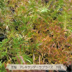 芝桜 アレキサンダーサプライズ(ピンク花) 9...の詳細画像5