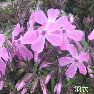 芝桜 水車の妖精(ピンク花） 9cm(3号)ポット苗 : 緑の宅配便 Yahoo!店